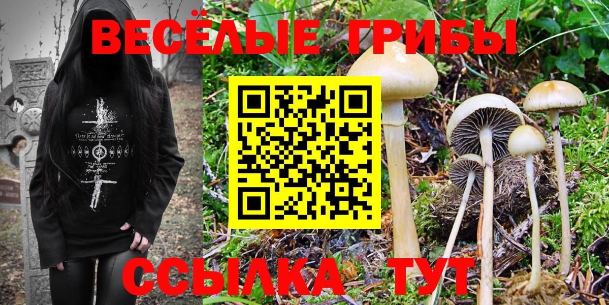 Галлюциногенные грибы Psilocybe Ухта